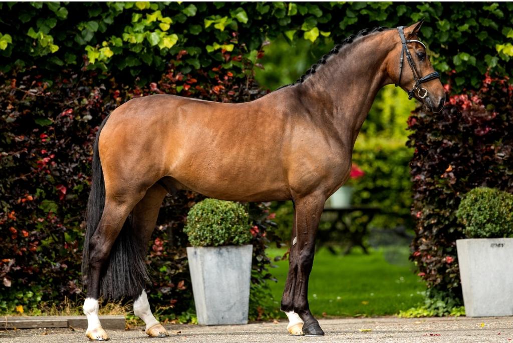 Bobby McGee (verkocht)