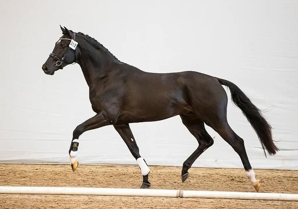 Othello CC (Verkocht)