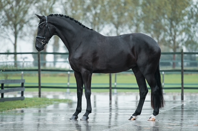 Passion (Te koop)